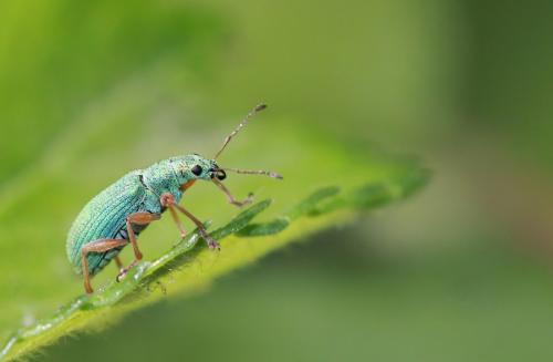 Réf. 57 348 : Polydrusus impressifrons