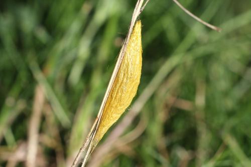 Siona lineata
