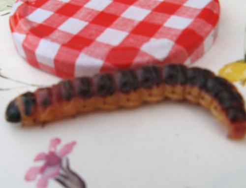Cossus cossus