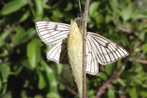 Réf. 57 757 : Siona lineata