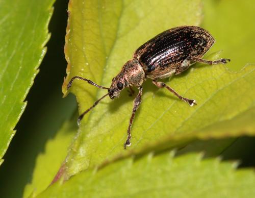 Réf. 57 281 : Phyllobius pyri