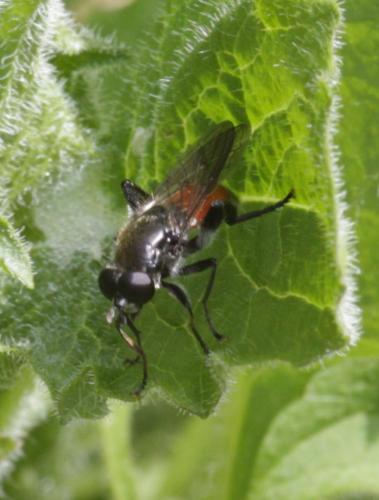 Brachypalpoides lentus