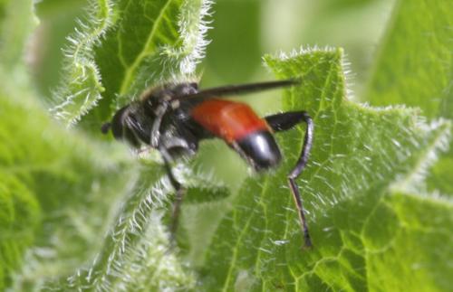 Brachypalpoides lentus