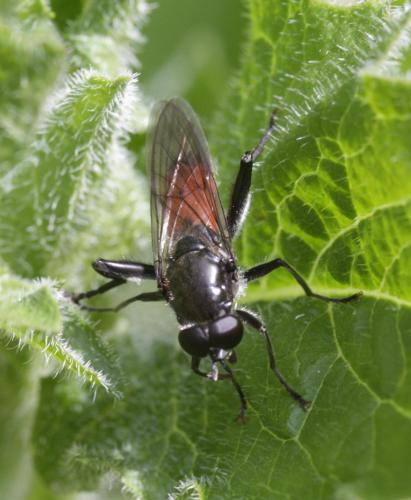Brachypalpoides lentus