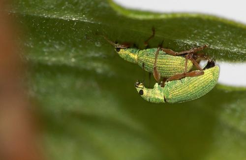 Polydrusus impressifrons