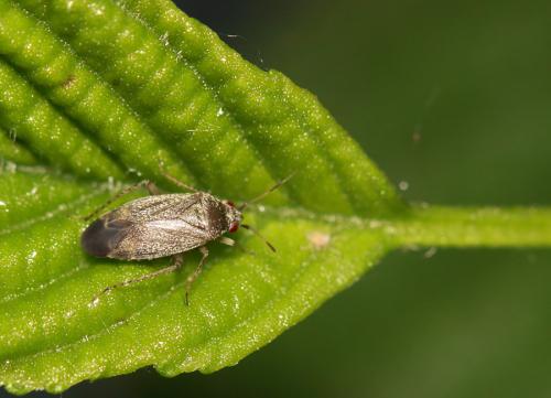 Psallus ambiguus
