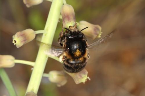Anthophora retusa retusa