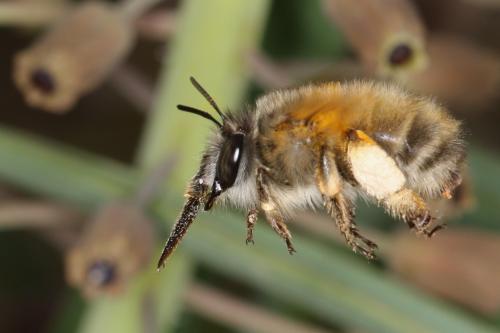 Anthophora sp.