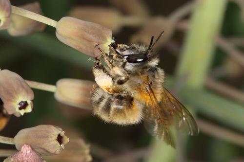 Anthophora sp.