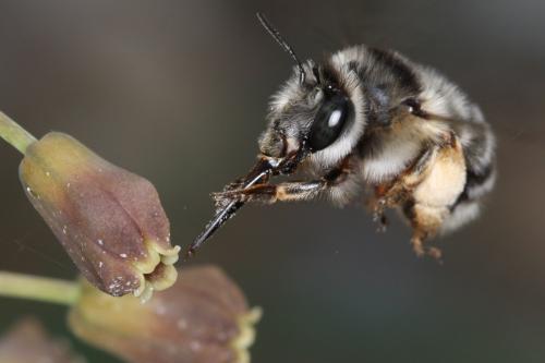 Anthophora retusa meridionalis
