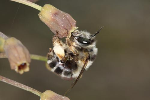 Anthophora retusa meridionalis
