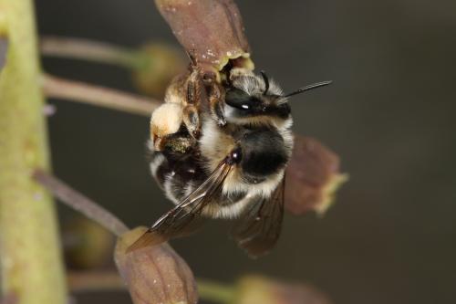 Anthophora retusa meridionalis