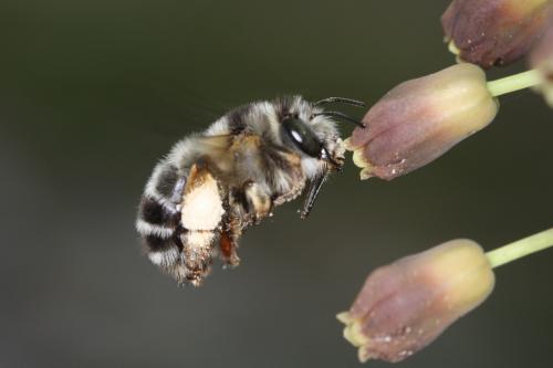 Anthophora retusa meridionalis