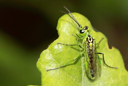 Réf. 57 728 : Rhogogaster sp.