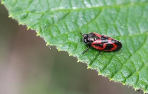 Haematoloma dorsata
