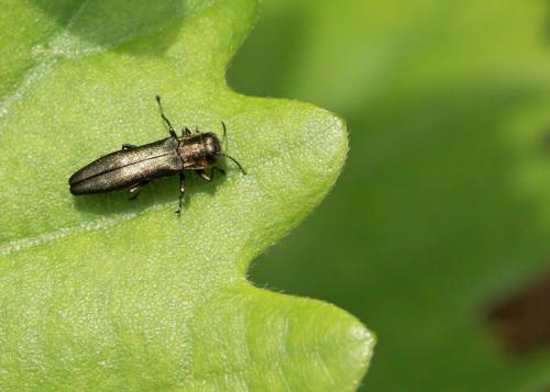 Agrilus sp.
