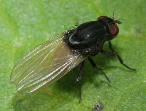 Réf. 57 421 : Minettia longipennis