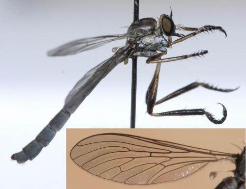 Leptogaster cylindrica