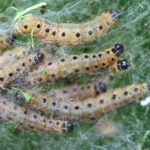 Yponomeuta sp.