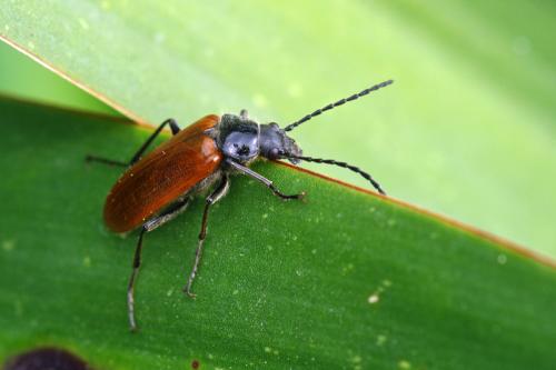 Réf. 57 800 : Omophlus lepturoides