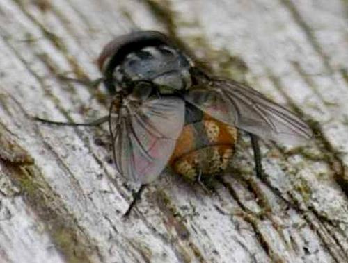 Réf. 57 902 : Musca sp.