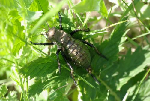 Bradyporinae