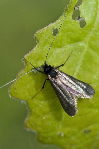 Réf. 57 209 : Adela reaumurella