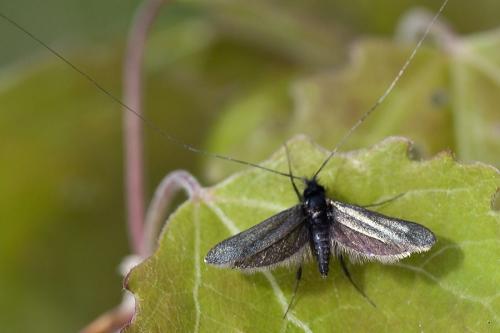 Réf. 57 210 : Adela reaumurella