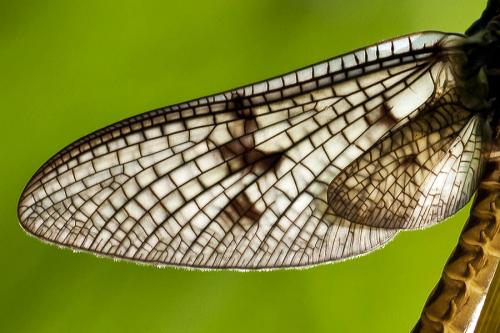 Ephemera vulgata
