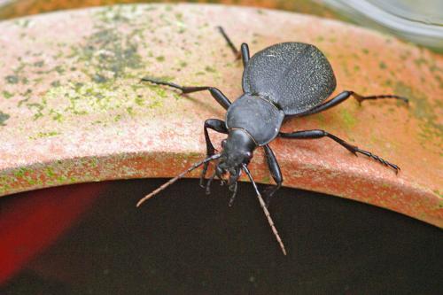 Carabus coriaceus