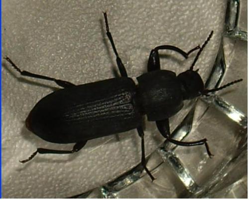 Tenebrio sp.