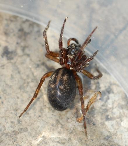 Réf. 57 413 : Amaurobius sp.