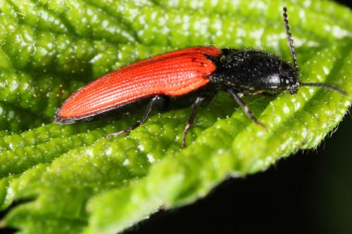 Ampedus sp.