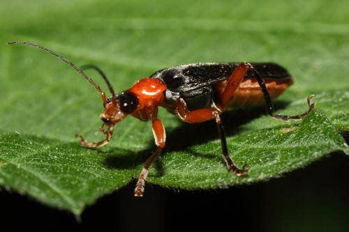 Cantharis pellucida