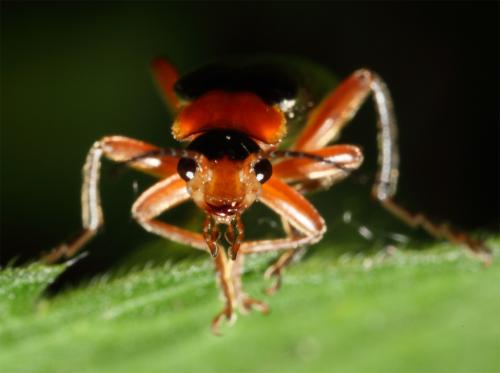 Cantharis pellucida