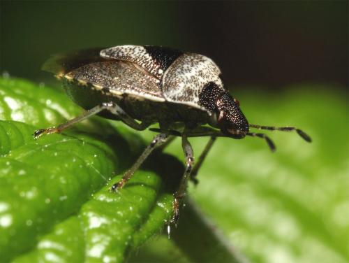 Stagonomus venustissimus