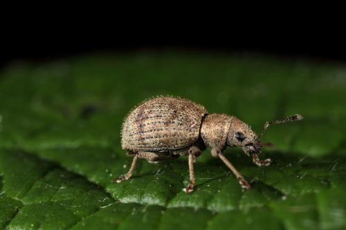 Réf. 57 820 : Sciaphilus asperatus