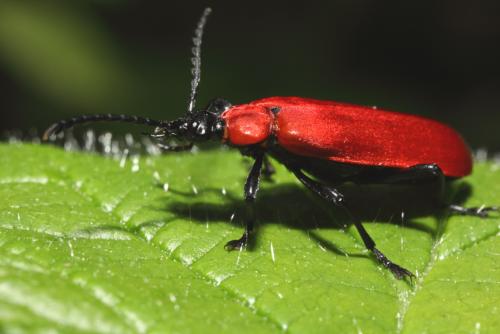 Réf. 57 379 : Pyrochroa coccinea