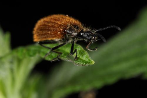 Lagria sp.