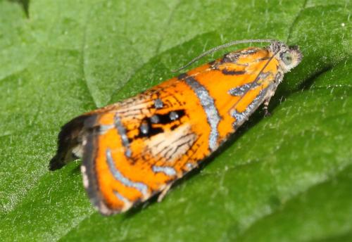 Réf. 57 816 : Olethreutes arcuella