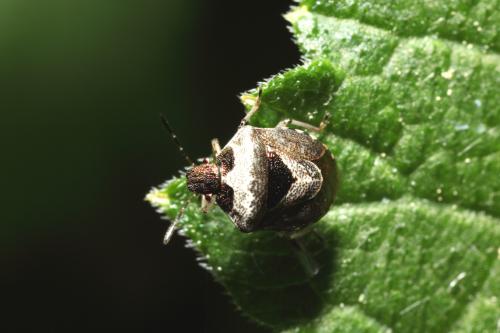 Stagonomus venustissimus