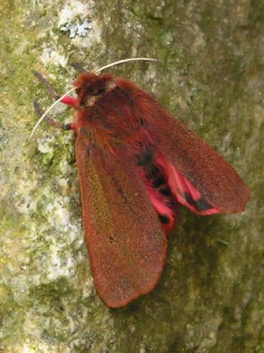 Réf. 57 370 : Phragmatobia fuliginosa