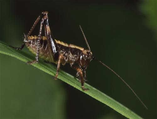 Réf. 57 933 : Pholidoptera griseoaptera