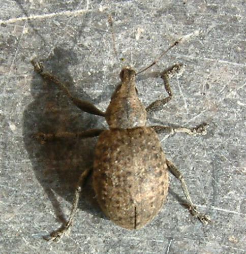 Liophloeus tessulatus
