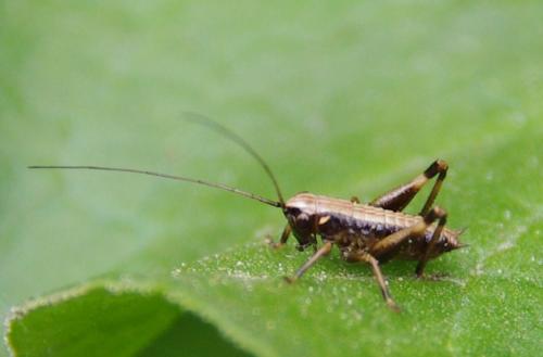 Pholidoptera griseoaptera