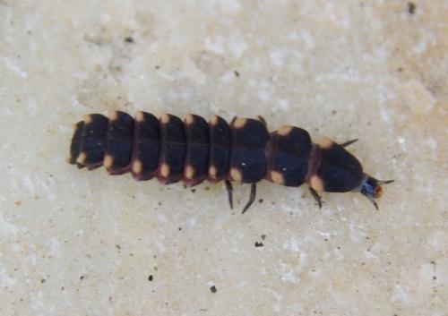 Lampyris noctiluca