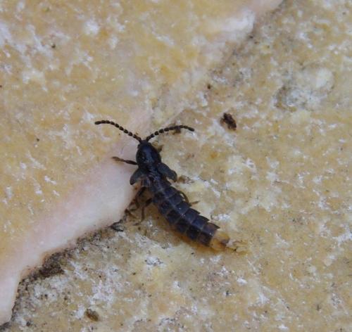 Réf. 57 971 : Phosphaenus hemipterus