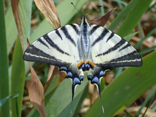 Réf. 57 783 : Iphiclides podalirius