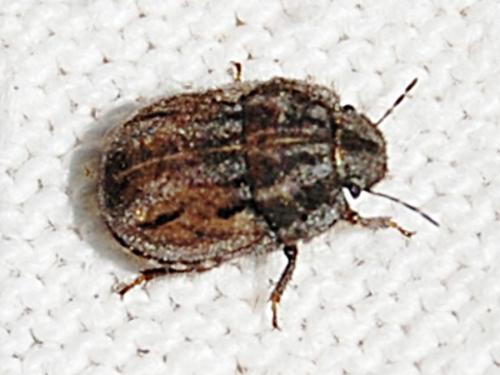 Réf. 57 540 : Odontoscelis lineola