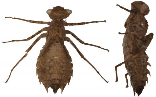 Réf. 57 734 : Leucorrhinia caudalis